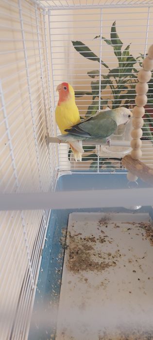 Pereche papagali agapornis