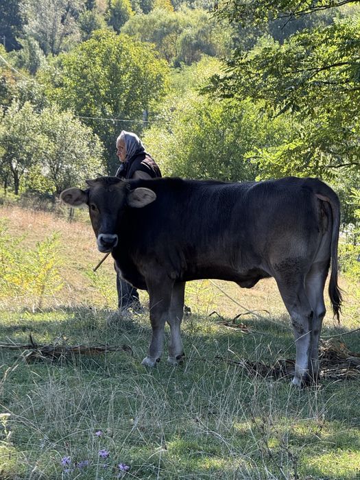 De vanzare Vaca cu lapte + vitea