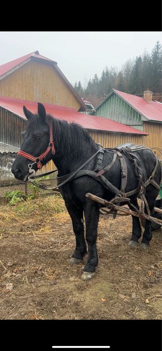 Vand iapa de 3-4 ani