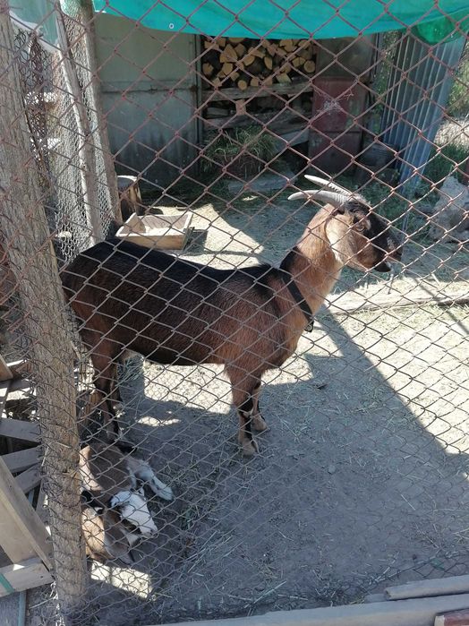 Vând capre Anglo-Nubian