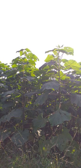 Павловния Кўчатлар