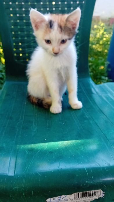 Pisicuță spre adopție
