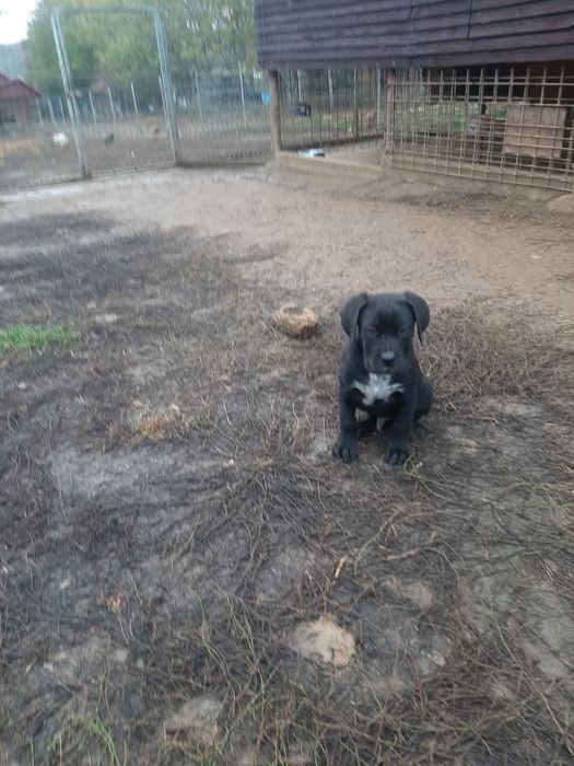 Cane corso negru