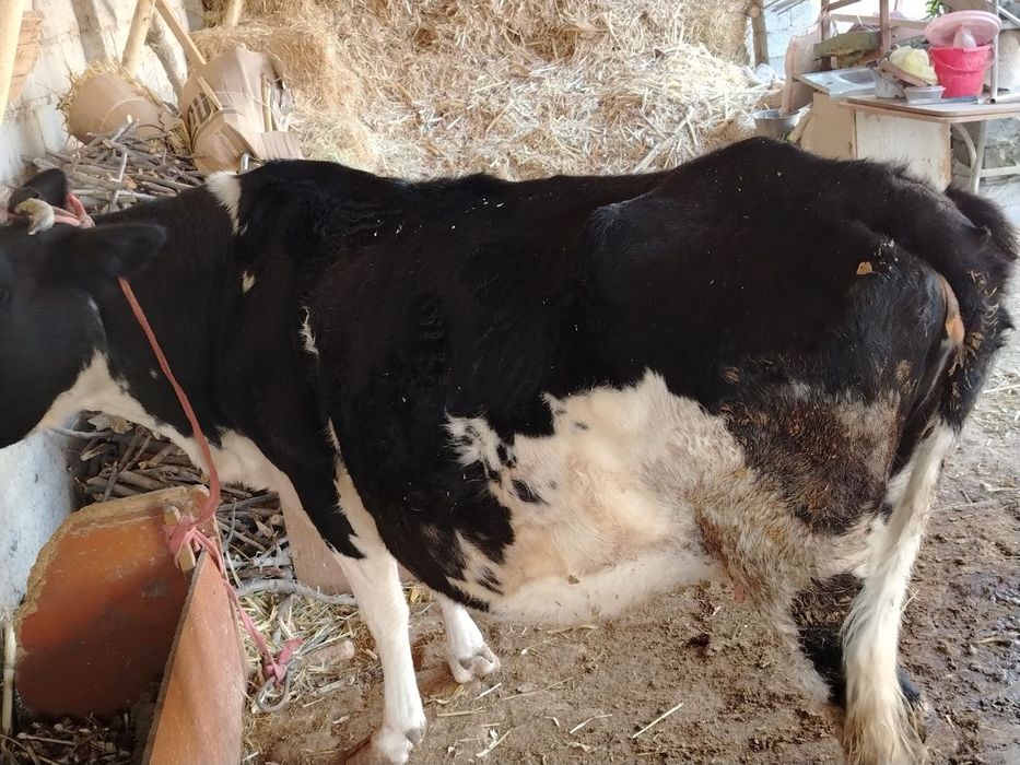 9 oylik bugoz sigir sotladi