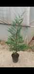 Chiparos Leylandii
