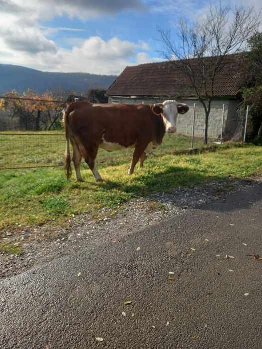 Vaca de vânzare  gestanta