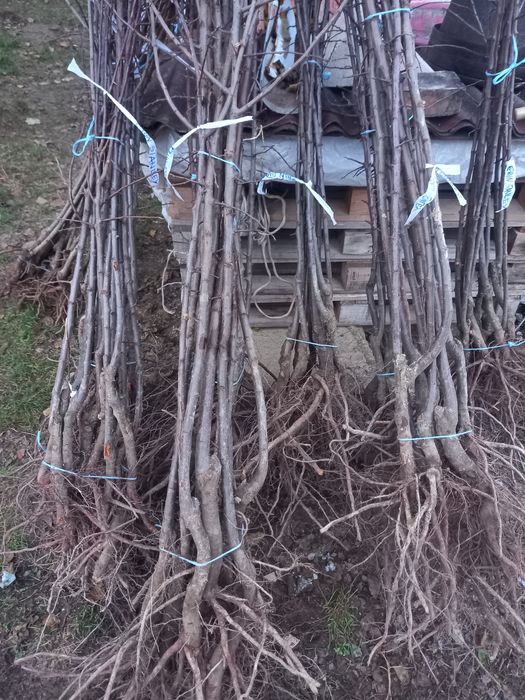 Pomi fructiferi altoiți