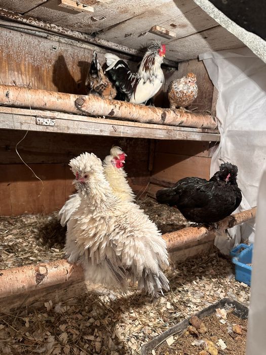 Куры декоративные