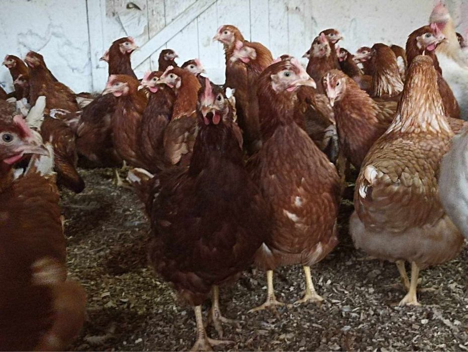 Кокошки и пилета.