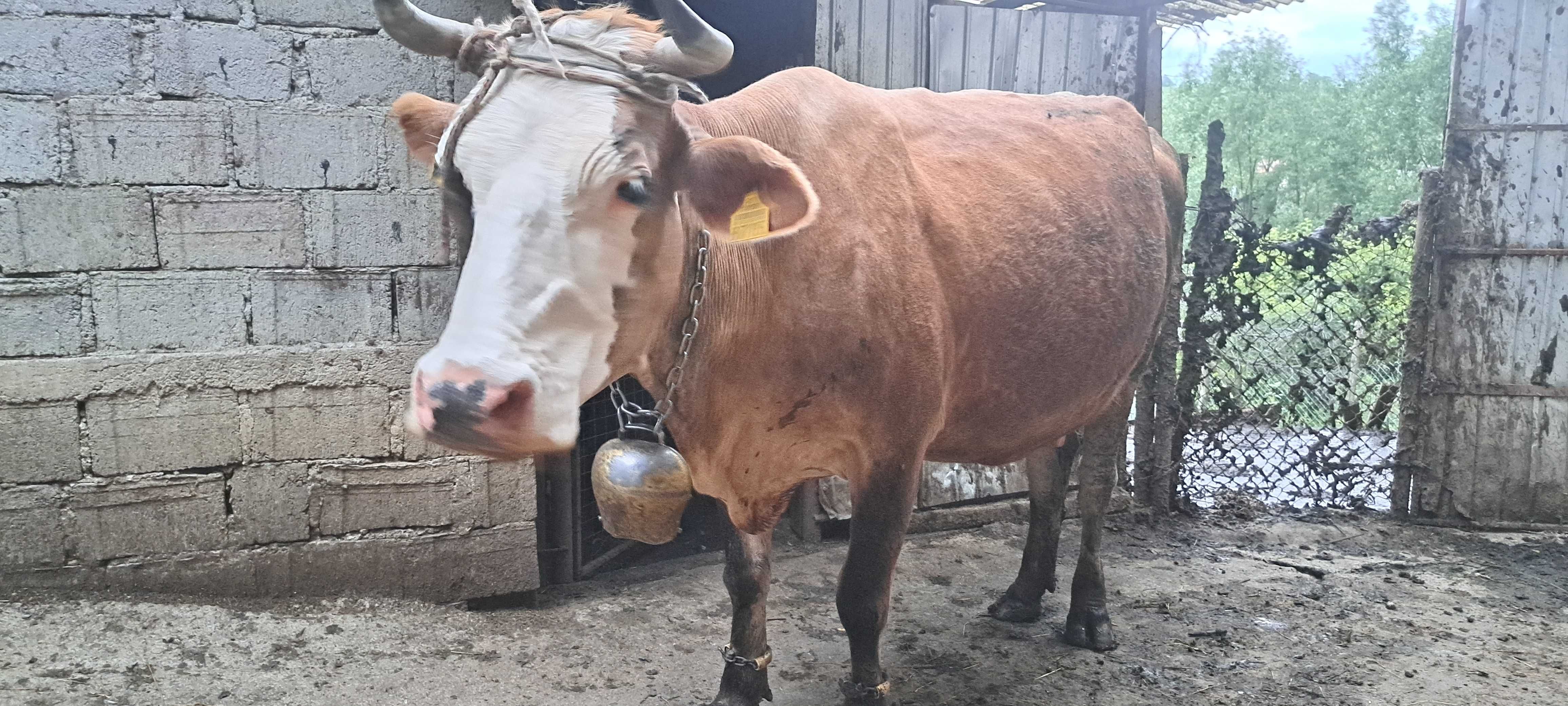 Vaca gestanta buna de lapte