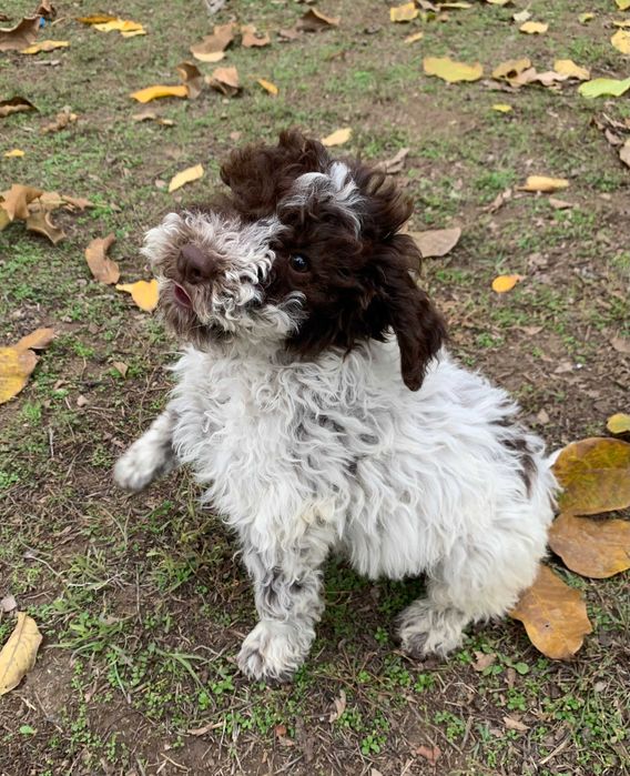 Лагото Романьоло