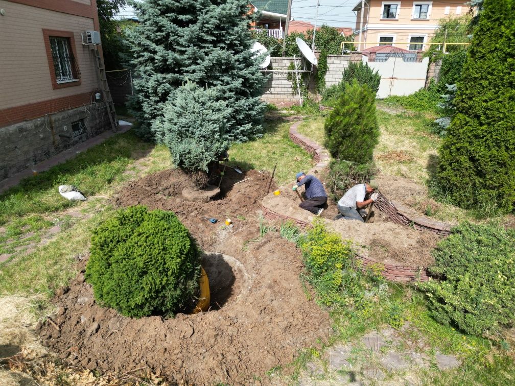 Пересадка деревьев профессионально  и качественно