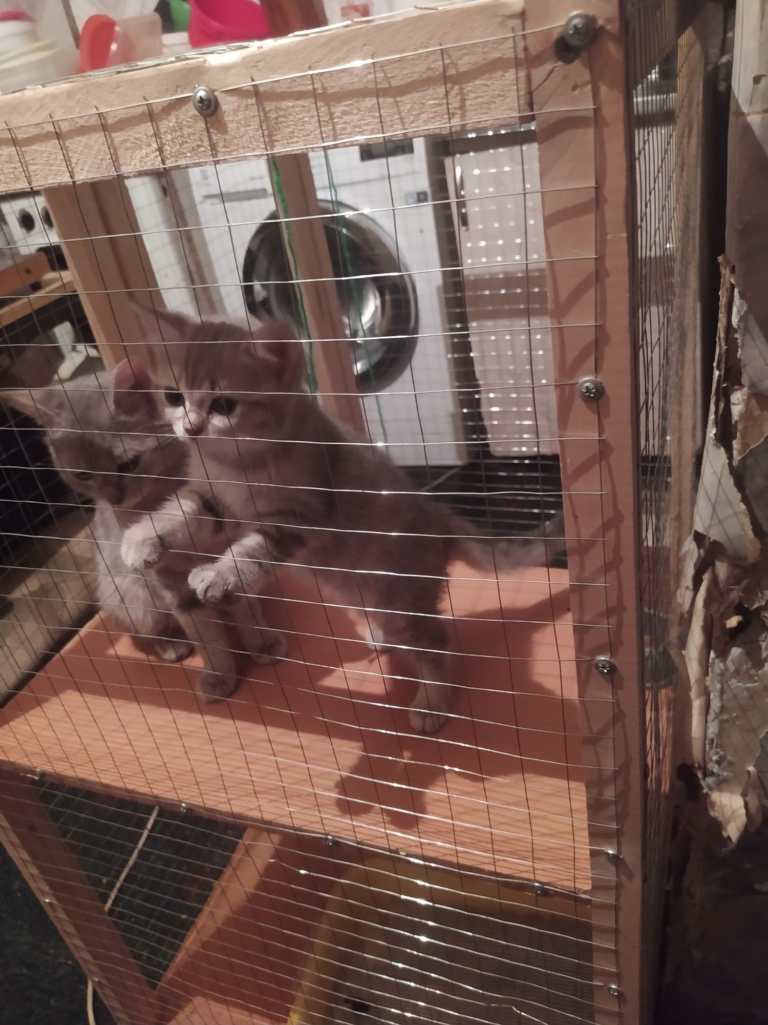 Шотландские скотиш Страйт котята.