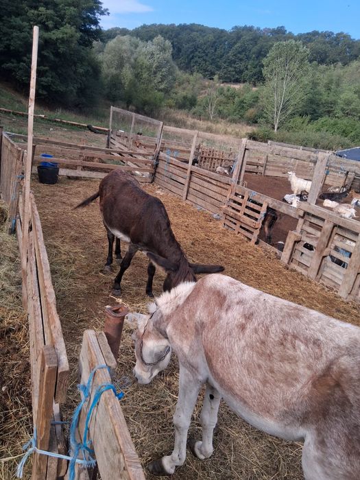 Vând turma de capre și 2 măgari