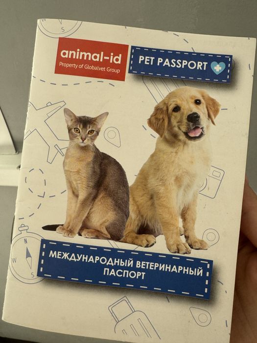 Мысық метис/ Кот метис