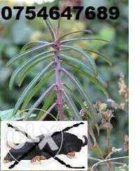 Planta anti cartita Euphorbia lathyris , sa scapam ecologic de cartita