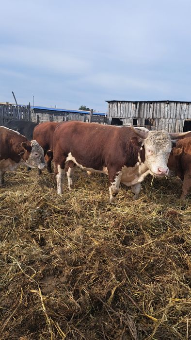 Быки двухлетки с откорма.