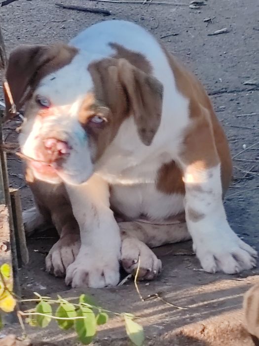 American bully disponibile xl
