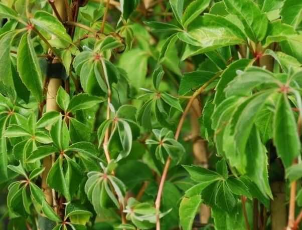 Vita de Canada (Parthenocissus quinquefolia) oferta  100 buc