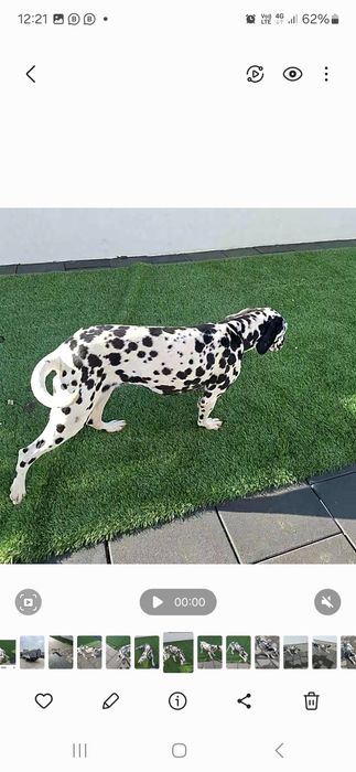 Vând dalmațian femelă are 2 ani