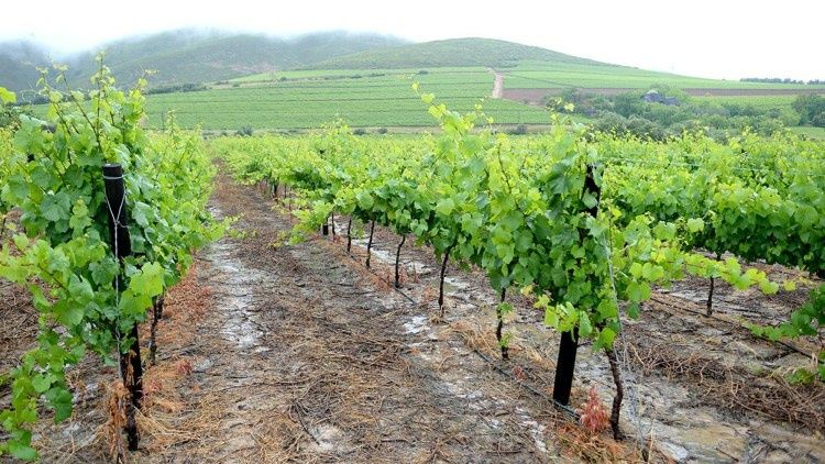 Pomi certificati si vita altoita