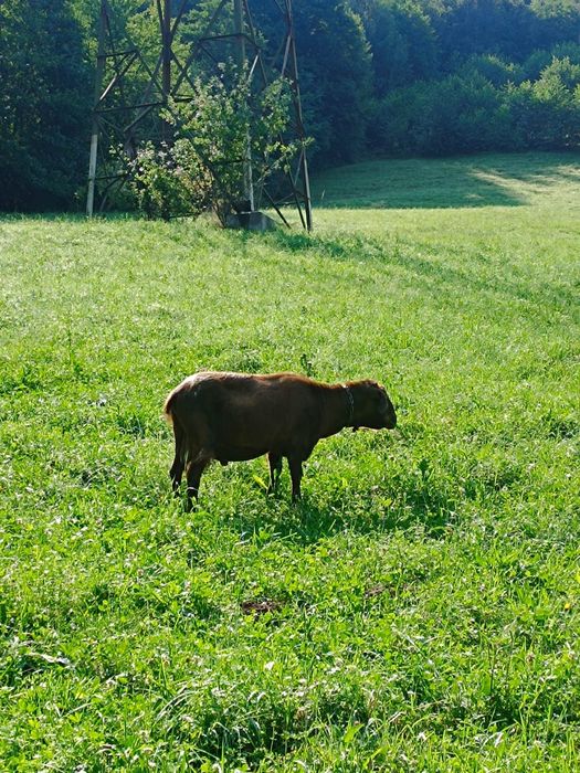Vând țap murciano granadia in vârstă de 4 ani
