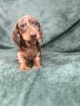 Catel Teckel cu Pedigree FCI