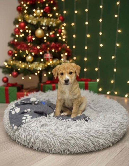 Подарявам две прекрасни женски кученца