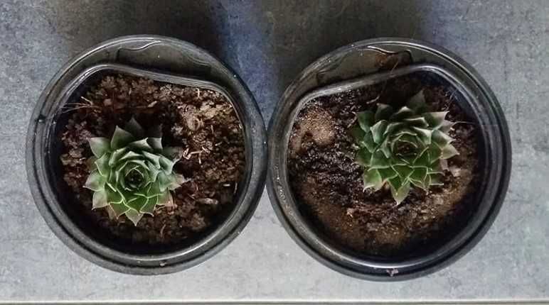 Алое Arborescens /сукулент дебелец+скална роза,дебела мара,семпервивум