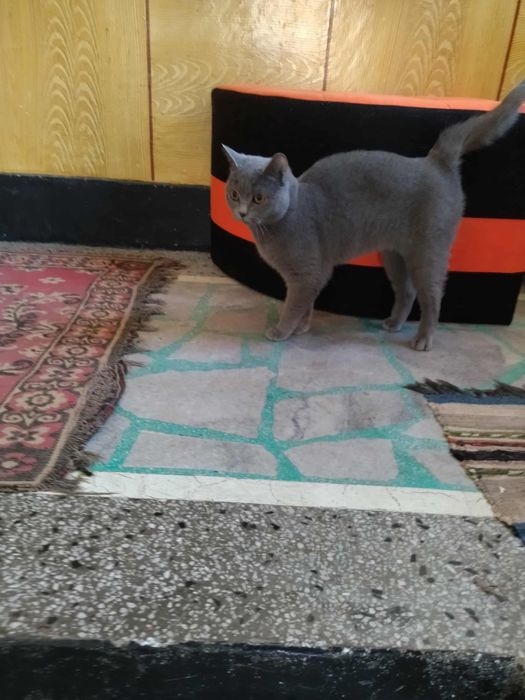 Британски късокосмести