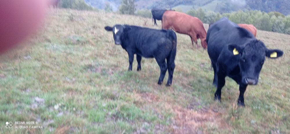 Vând cinci viței Angus și metis