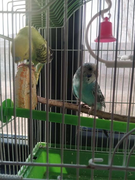 Popugay tòtiqush jufti bilan sotiladi