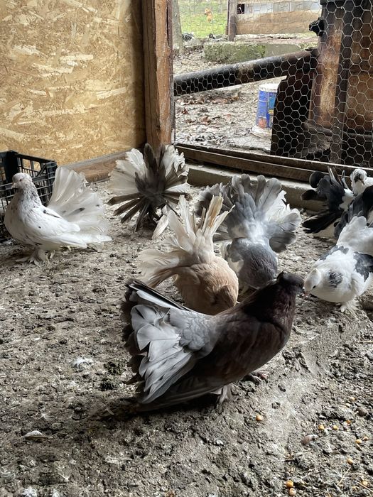 Vand porumbei voltati indieni