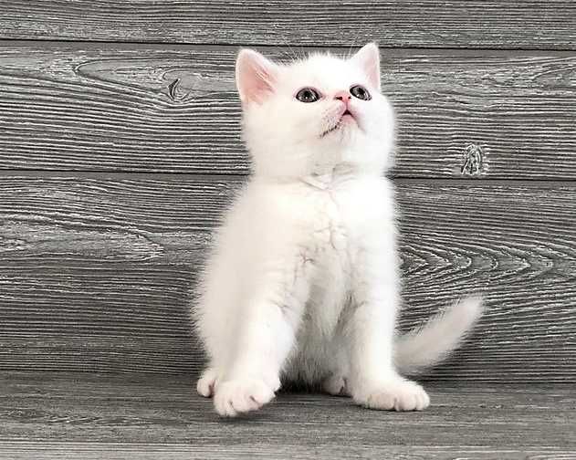 Pisicuță Scottish Straight - ghemotoc de iubire, deține Pedigree