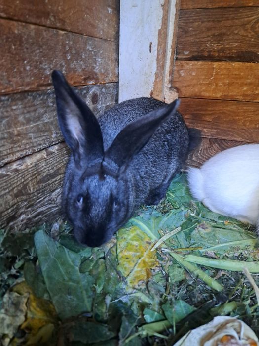 Vând iepuri 3 luni și 4 luni