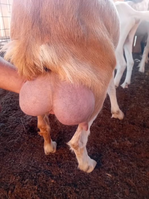 Vând capre cu 360 lei/buc negociabil