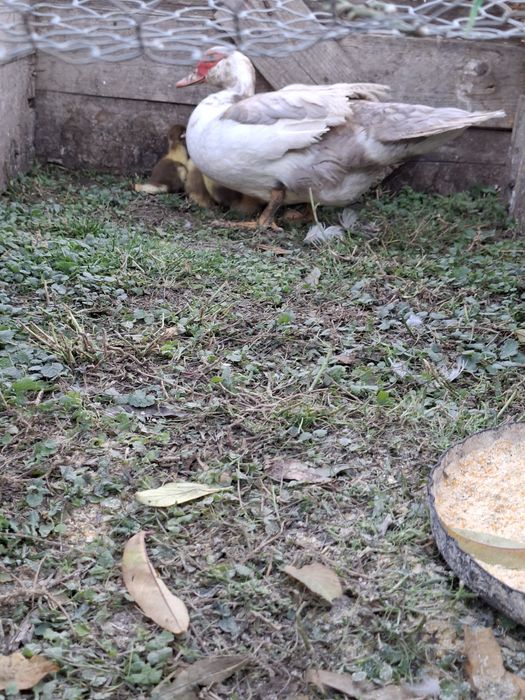 Vand un lot de 30 de pasari(4 cocosi tineri de casa +26 de rate mute)