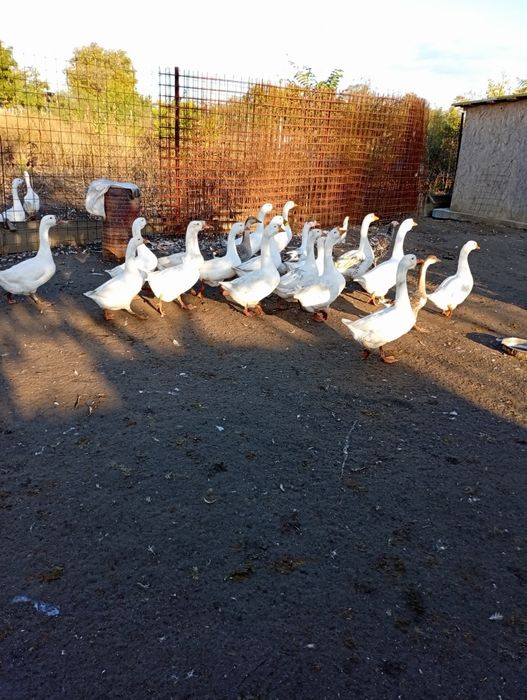 Gâste Brăila Tufesti