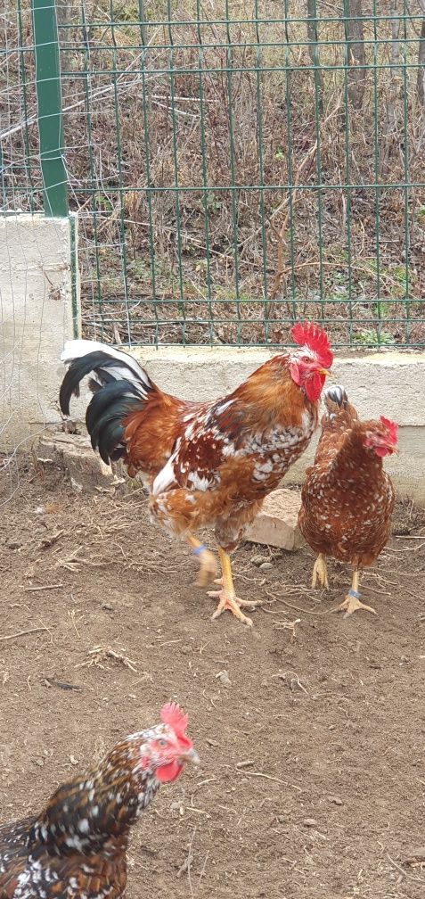 Pita pinta porțelan FAMILIE