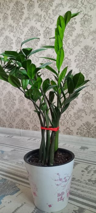 Растение для дома