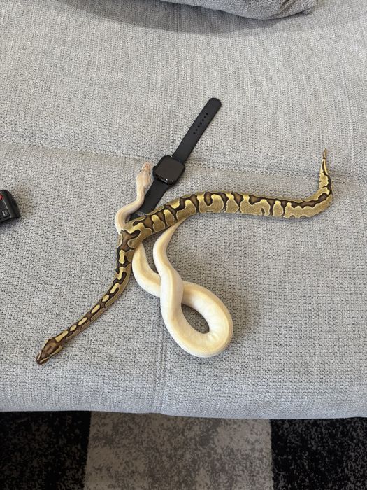 Vând Tokay Gecko (Gekko gecko) / Pitoni regali baby - femelă+mascul