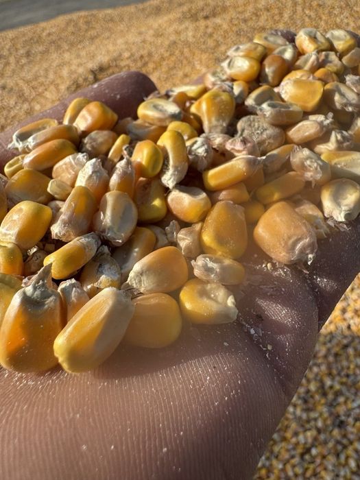 Маккажухори.сотилади 20 тонадан ошик.