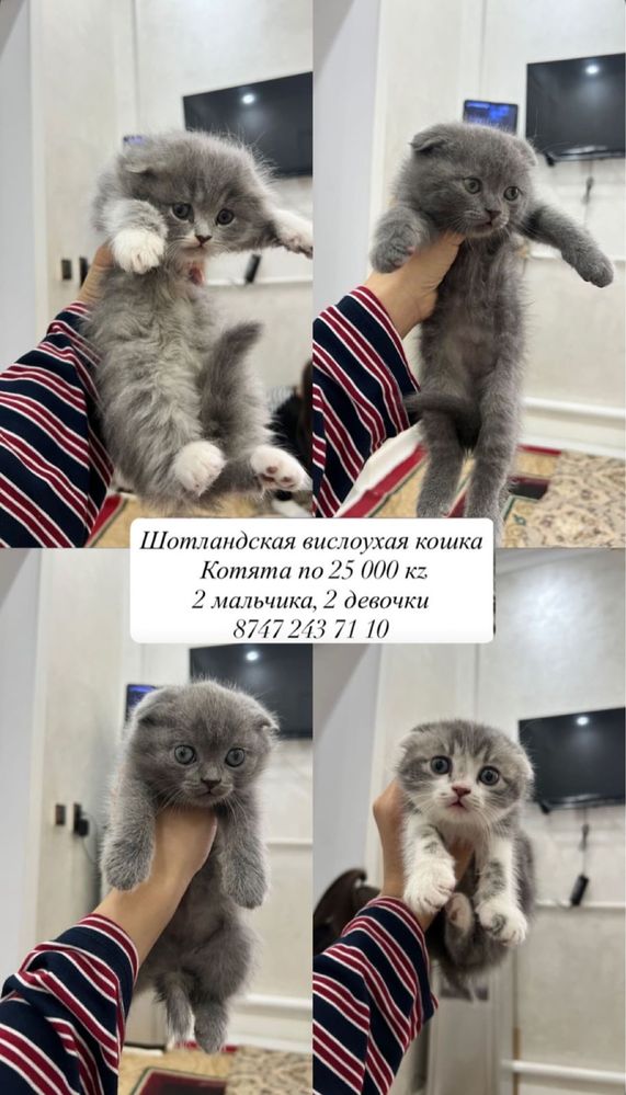 Мысықтар сатылады