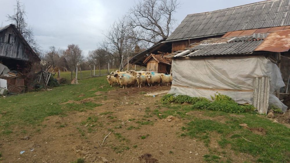 Vând mioare 17 bucăți