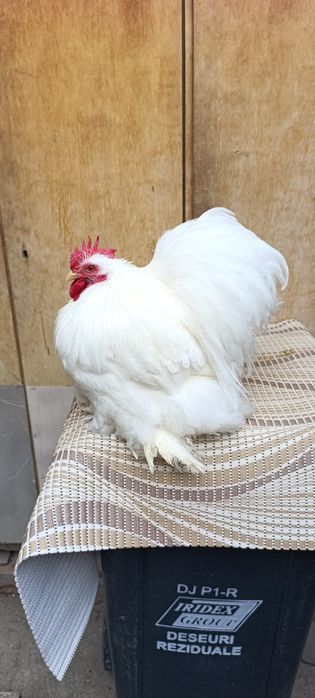 Cocos cochinchina pitic alb 2025