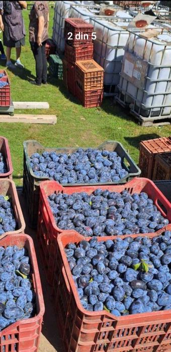 Prune de excepție pentru băuturi tradiționale spirtoase foarte coapte!