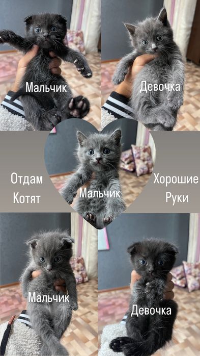 Отдам котят хорошие руки