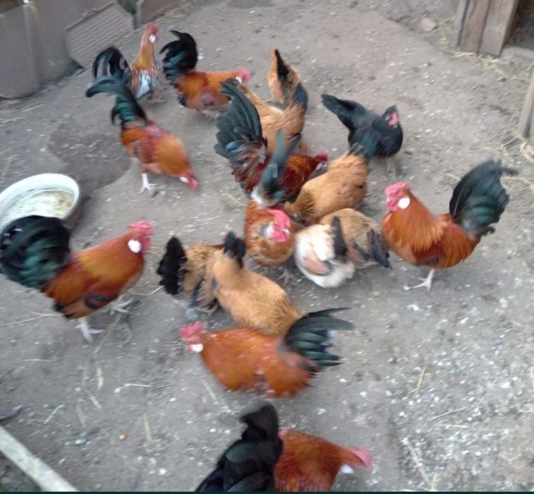 Cocoșel și găinușe pitic