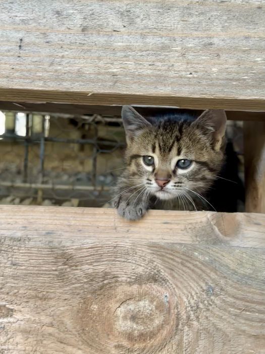 pisoi pentru adoptie