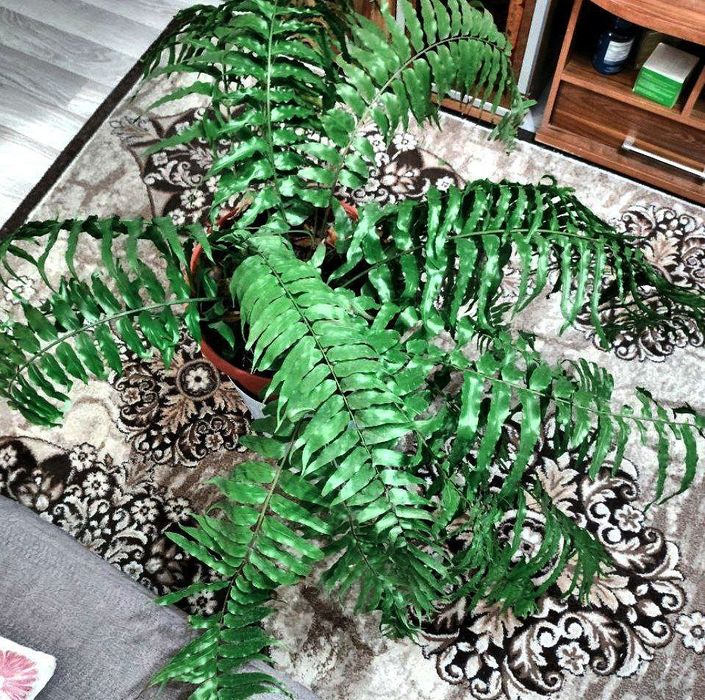Папоротник нефролепис мачо